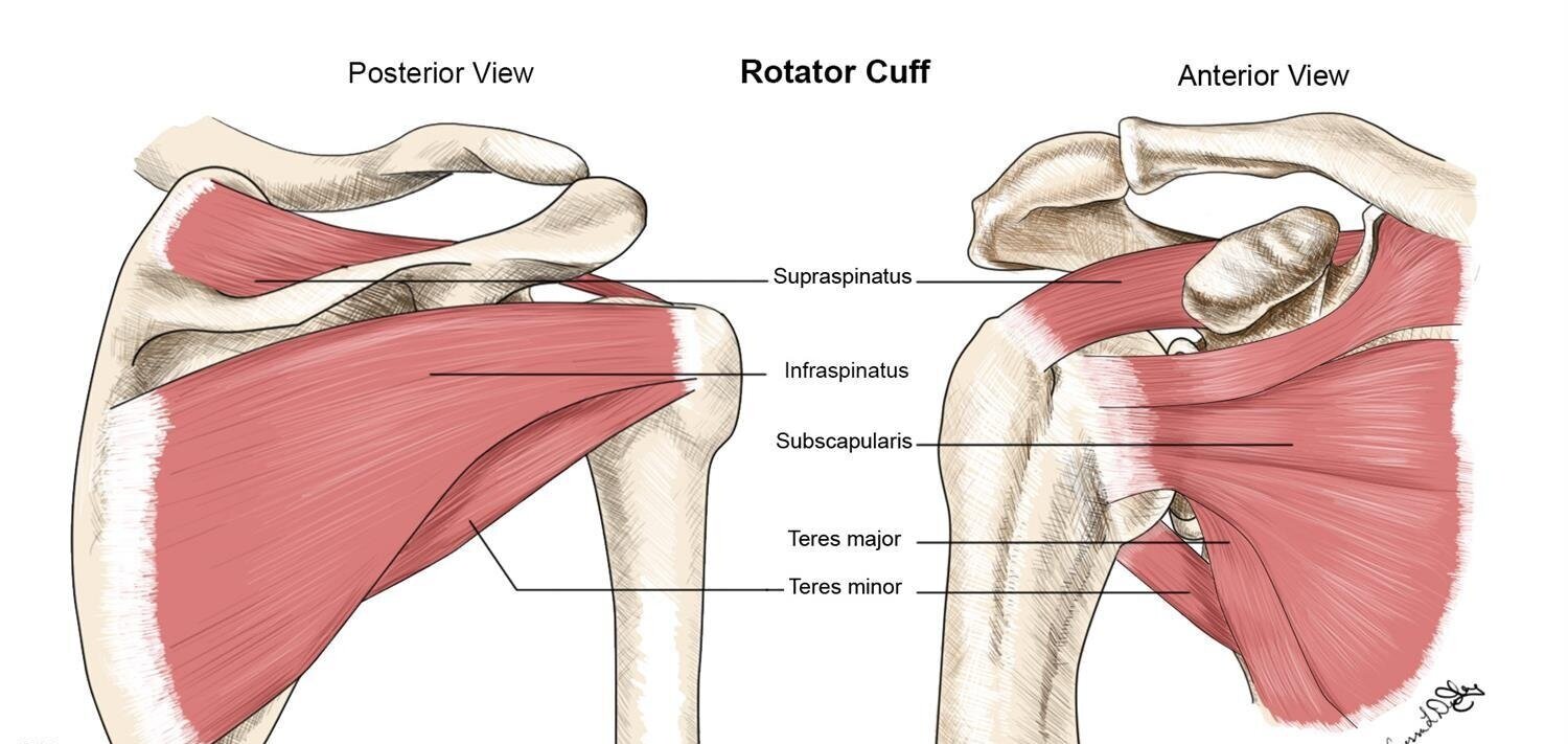 You are currently viewing Supraspinatus and Infraspinatus Tears: A Comprehensive Guide for Arthroscopic Surgeons